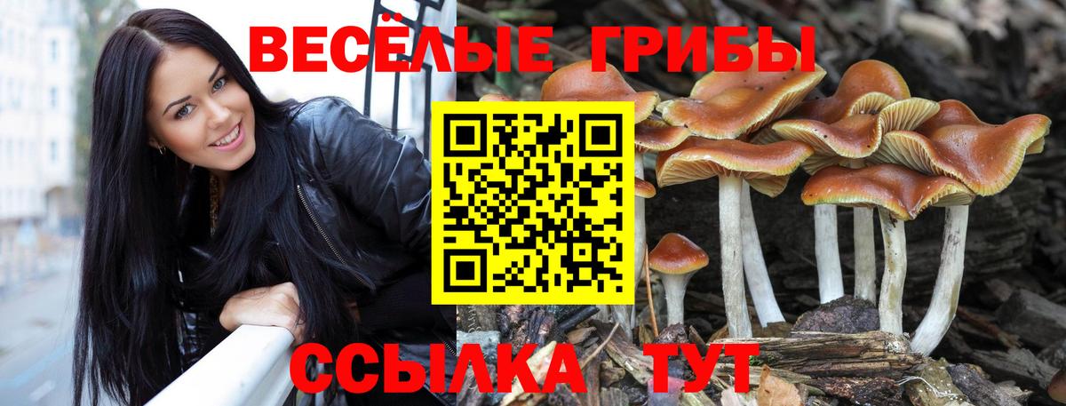 Псилоцибиновые грибы GOLDEN TEACHER Дербент